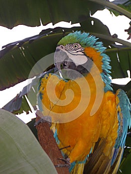 Arara photo