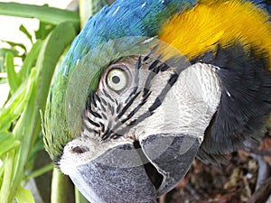 Arara photo
