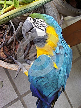 Arara bird