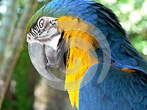 Arara bird