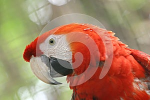 Arara brazilian bird photo