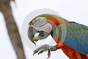 Arara brazilian bird