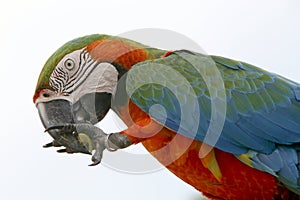 Arara brazilian bird photo
