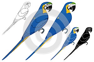 Arara caninde bird in profile view photo