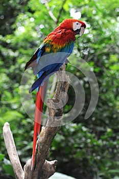 Arara Macao parrot photo