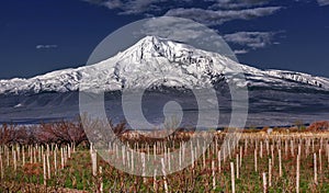 Ararat in the clouds and the vineyard