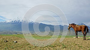 Ararat landscape