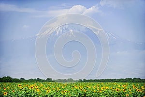 Ararat mountain in summer