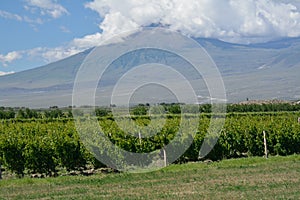 Ararat mountain and vineyard