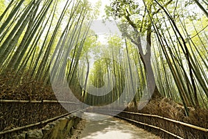 Arashiyama