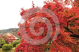 Arashiyama Autumn leaf