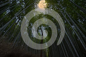 Arashiyama Bambino forest. Kyoto Japan