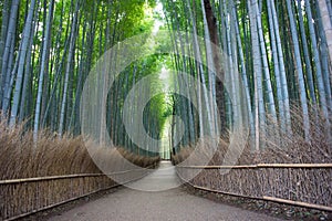 Arashiyama bamboo forest