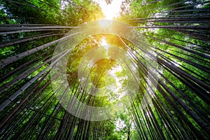 Arashiyama Bamboo Forest famous place Kyoto Japan