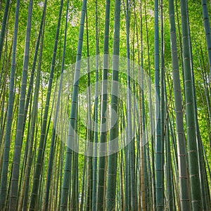 Arashiyama bamboo forest, Japan