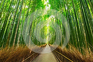 Arashiyama bamboo forest in Kyoto