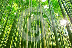 Arashiyama bamboo forest in Kyoto