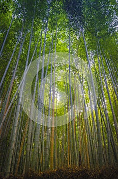 Arashiyama bamboo forest Kyoto. Japan