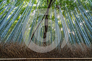 Arashiyama Bamboo forest, Kyoto, Japan