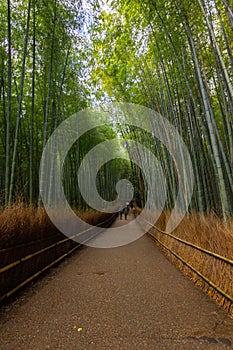 Arashiyama bamboo forest in Kyoto Japan