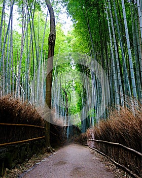 Arashiyama Bamboo Forest, Kyoto-Japan