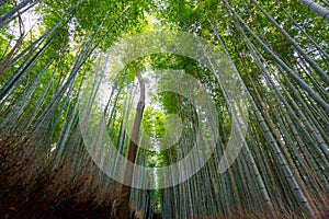 Arashiyama bamboo forest, Kyoto, Japan photo