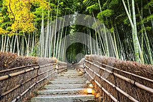 Arashiyama Bamboo Forest path, Kyoto