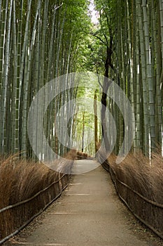 Arashiyama bamboo forest path in Kyoto Japan vertical