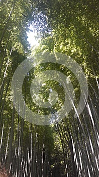 Arashiyama Bamboo Forest Plantion Grove, Kyoto, Japan