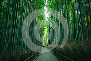 Sagano Bamboo Fores located in Arashiyama, kyoto, japan photo