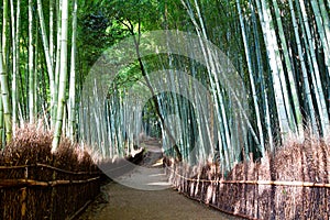 Arashiyama bamboo grove