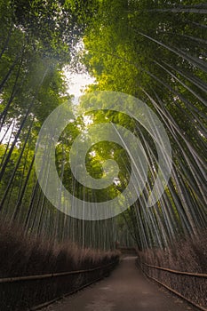 Arashiyama Bamboo Grove