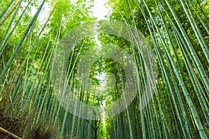 Arashiyama bamboo grove