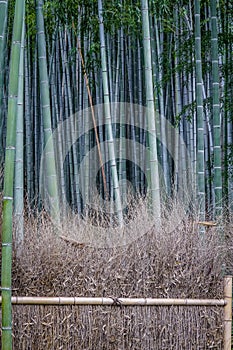 Arashiyama Bamboo Grove