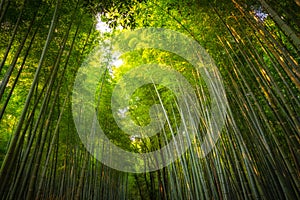 Arashiyama Bamboo Grove