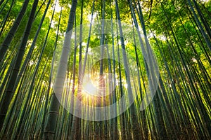 Arashiyama Bamboo Grove