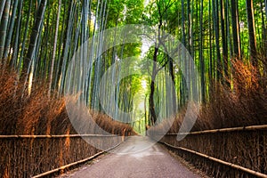 Arashiyama Bamboo Grove