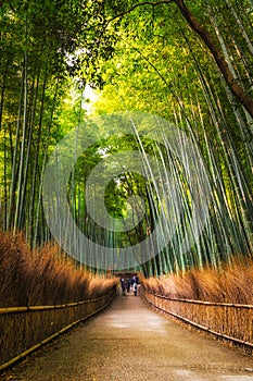 Arashiyama Bamboo Grove