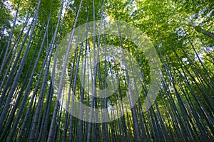 Arashiyama Bamboo Grove