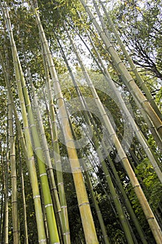 Arashiyama bamboo grove