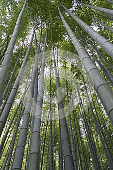 Arashiyama bamboo grove