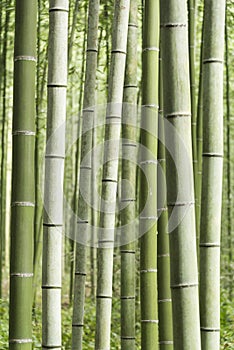 Arashiyama Bamboo Grove Japan photo