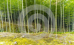 Arashiyama Bamboo Grove in Arashiyama in Kyoto, Japan.