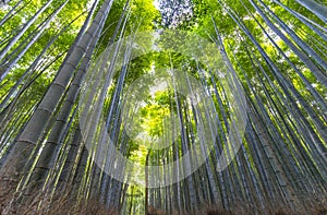 Arashiyama Bamboo Grove in Arashiyama in Kyoto, Japan.