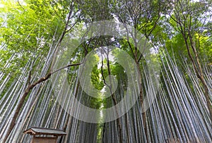 Arashiyama Bamboo Grove in Arashiyama in Kyoto, Japan.