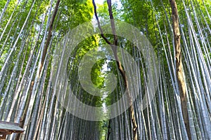 Arashiyama Bamboo Grove in Arashiyama in Kyoto, Japan.