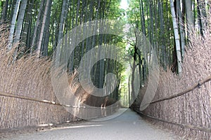 Arashiyama Bamboo Grove . Bamboo Forest . Kyoto . Japan