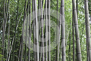 Arashiyama Bamboo Grove . Bamboo Forest . Kyoto . Japan
