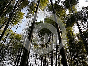 Arashiyama Bamboo Grove, Happy Asian traveler looking Sagano Bamboo Forest.