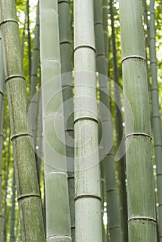 Arashiyama Bamboo Grove Japan